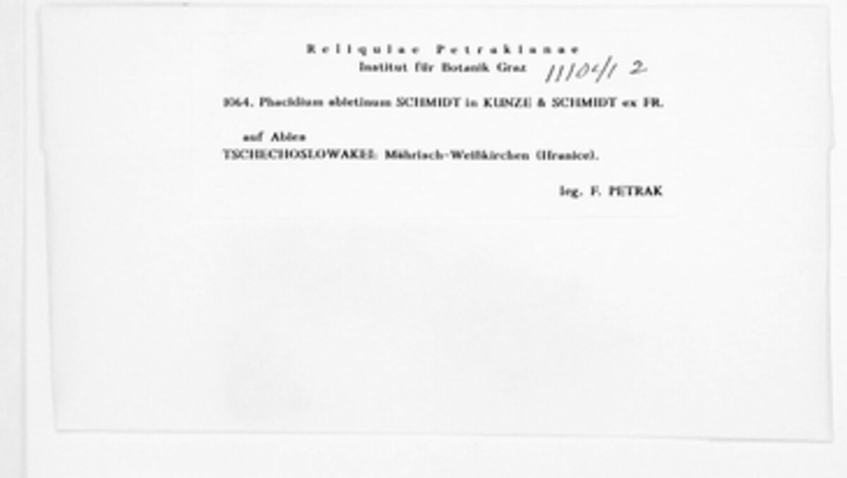 Phacidium abietinum image
